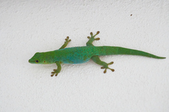 Phelsuma sundbergi