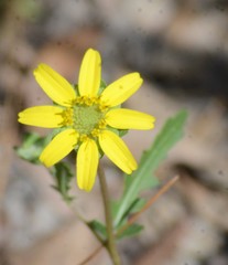 Berlandiera subacaulis