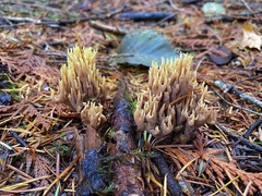Ramaria apiculata