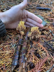 Ramaria apiculata