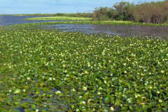 Hydrocleys nymphoides