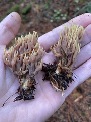 Ramaria apiculata