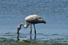 Phoenicopterus chilensis