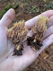 Ramaria apiculata