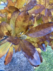 Magnolia stellata