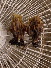 Ramaria apiculata