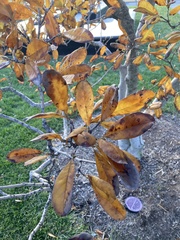 Magnolia stellata