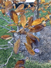 Magnolia stellata