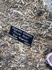 Magnolia stellata