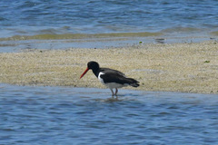 Haematopus palliatus