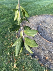 Quercus virginiana