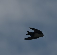 Pygochelidon cyanoleuca