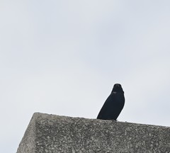 Molothrus bonariensis