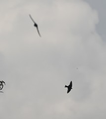 Pygochelidon cyanoleuca