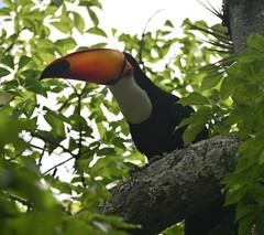 Ramphastos toco