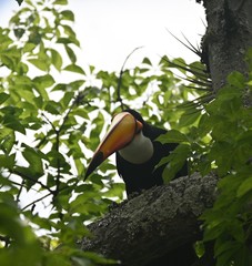 Ramphastos toco