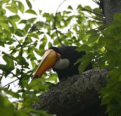 Ramphastos toco