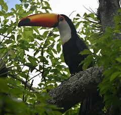 Ramphastos toco