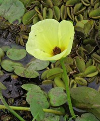 Hydrocleys nymphoides