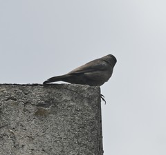 Molothrus bonariensis