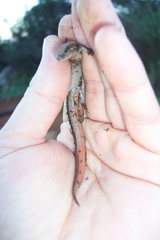 Plestiodon skiltonianus interparietalis