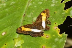 Adelpha jordani