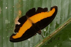 Catonephele salacia
