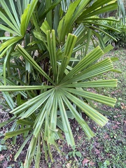Rhapis excelsa