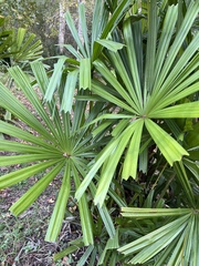 Rhapis excelsa