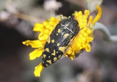 Acmaeodera flavopicta