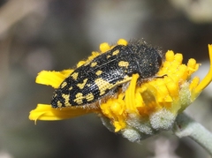 Acmaeodera flavopicta