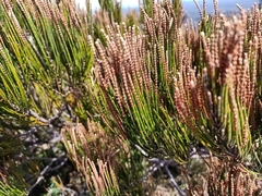 Allocasuarina zephyrea