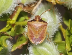 Dendrocoris contaminatus