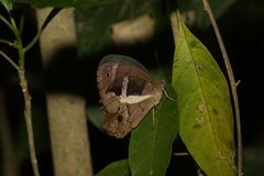 Posttaygetis penelea