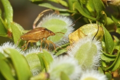 Dendrocoris contaminatus
