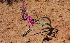 Ixia curvata
