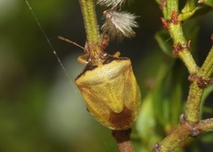 Dendrocoris contaminatus