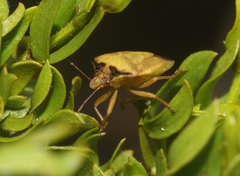 Dendrocoris contaminatus