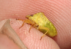 Dendrocoris contaminatus