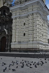 Columba livia domestica