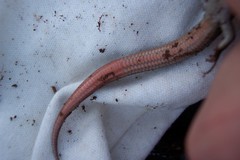 Plestiodon skiltonianus interparietalis