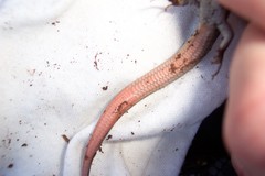 Plestiodon skiltonianus interparietalis