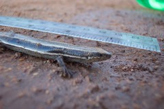 Plestiodon skiltonianus interparietalis