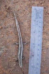 Plestiodon skiltonianus interparietalis