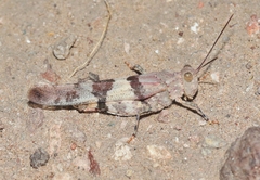 Trimerotropis latifasciata