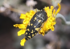 Acmaeodera flavopicta