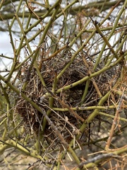 Auriparus flaviceps