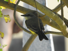 Tyrannus melancholicus