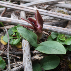 Chiloglottis grammata