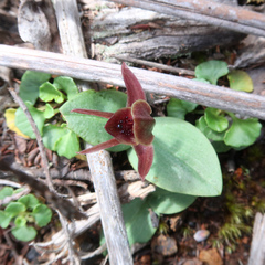 Chiloglottis grammata